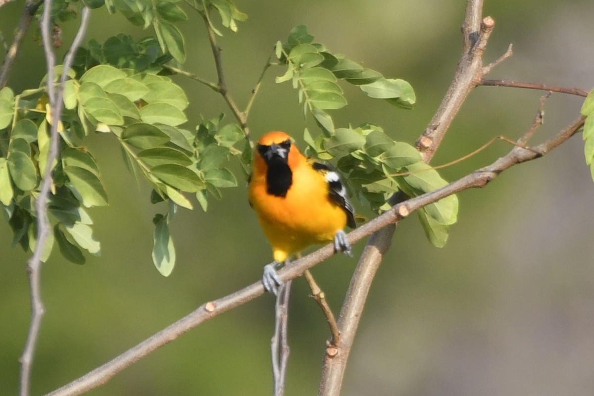 Streak-backed Oriole - ML646775443