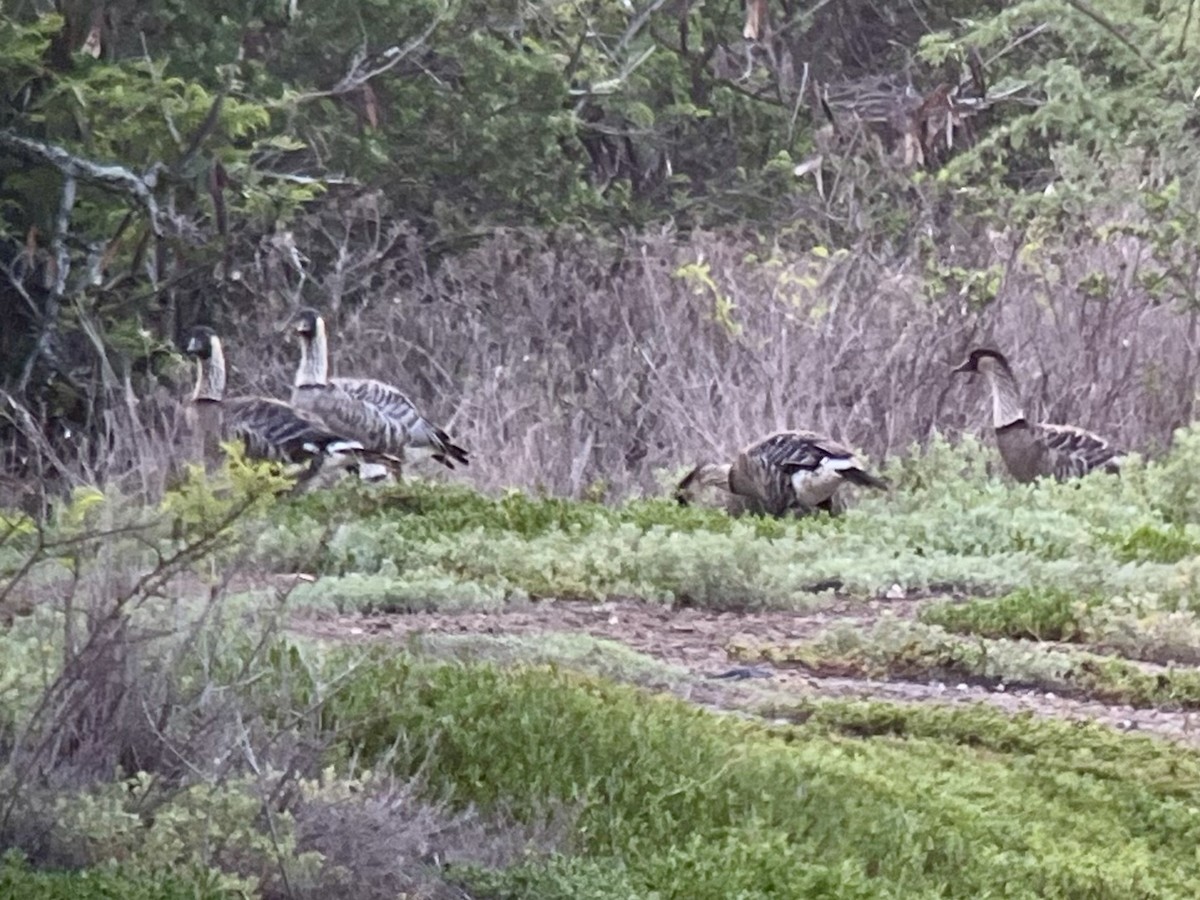 Казарка гавайська - ML646775445