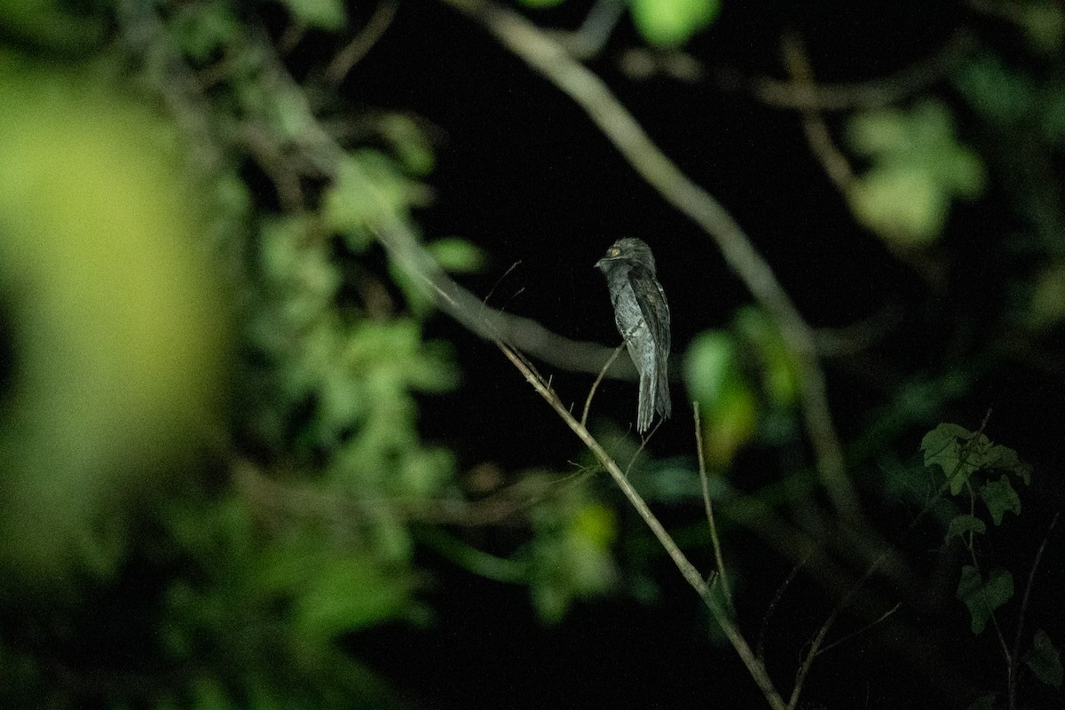 Northern Potoo - ML646775447
