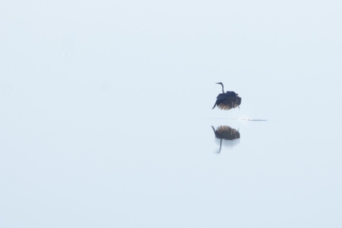 volavka velká [skupina herodias] - ML646775450