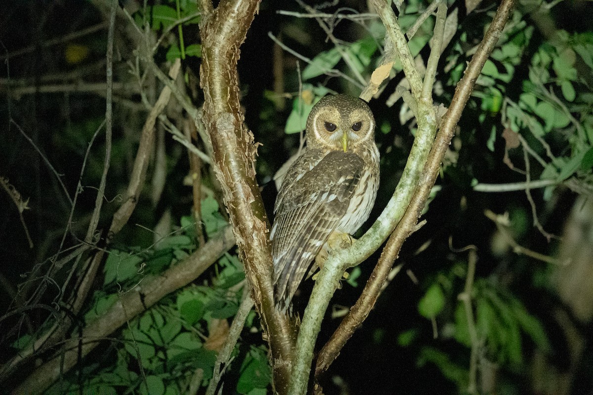 Mottled Owl (Mottled) - ML646775451