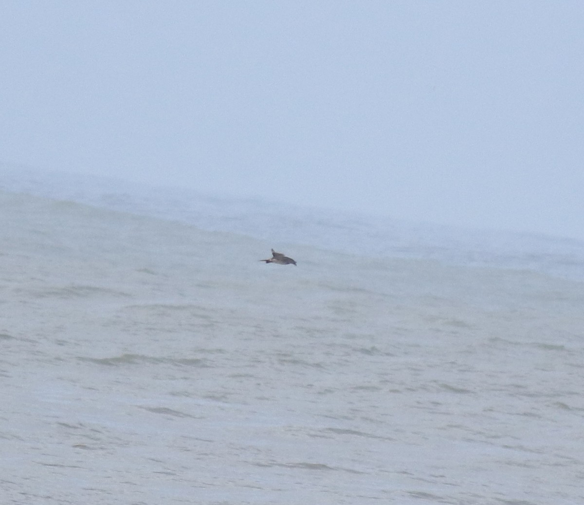 Поморник короткохвостий - ML646775452