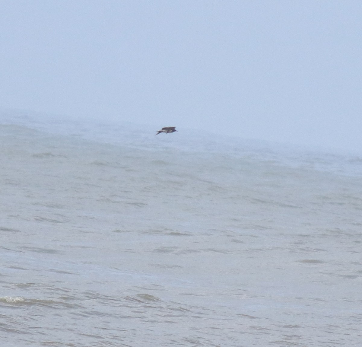 Поморник короткохвостий - ML646775453