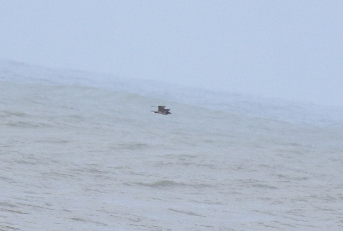 Поморник короткохвостий - ML646775454