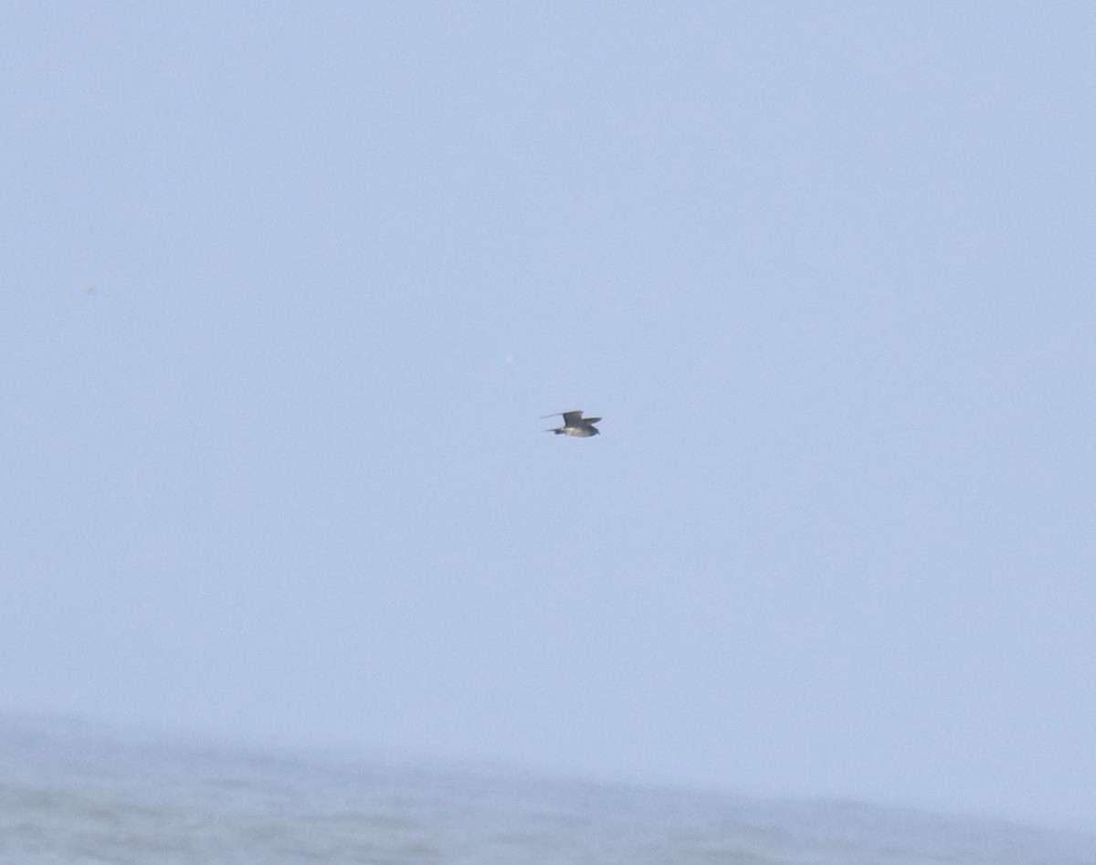 Поморник короткохвостий - ML646775455