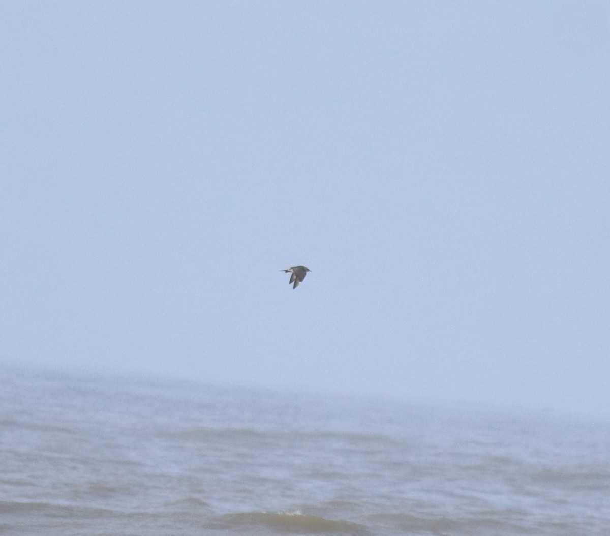 Поморник короткохвостий - ML646775456