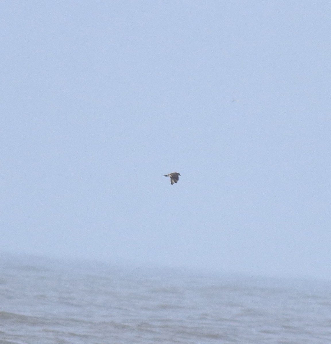 Поморник короткохвостий - ML646775457