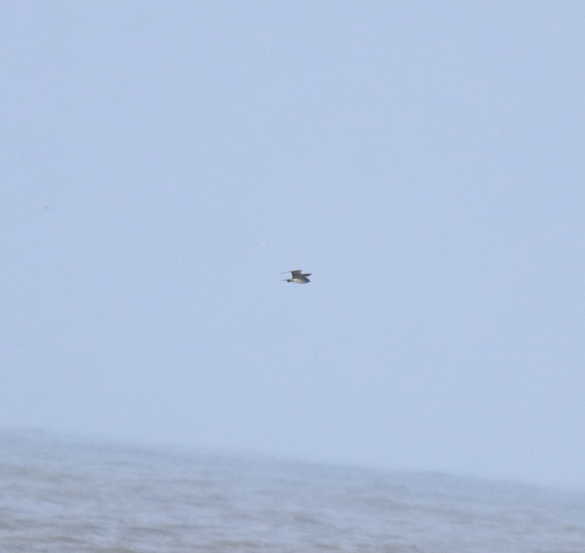 Поморник короткохвостий - ML646775458