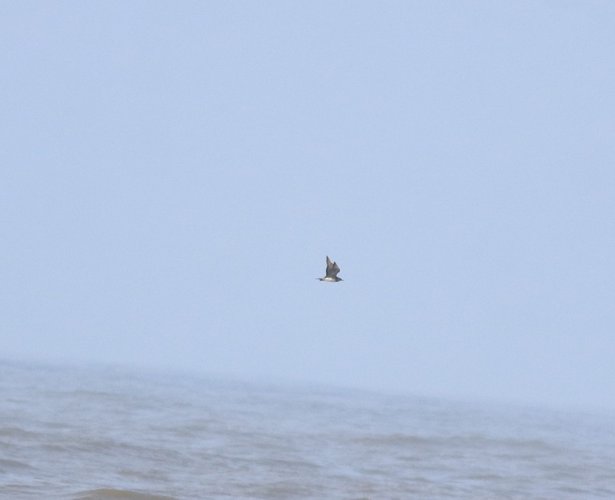 Поморник короткохвостий - ML646775459