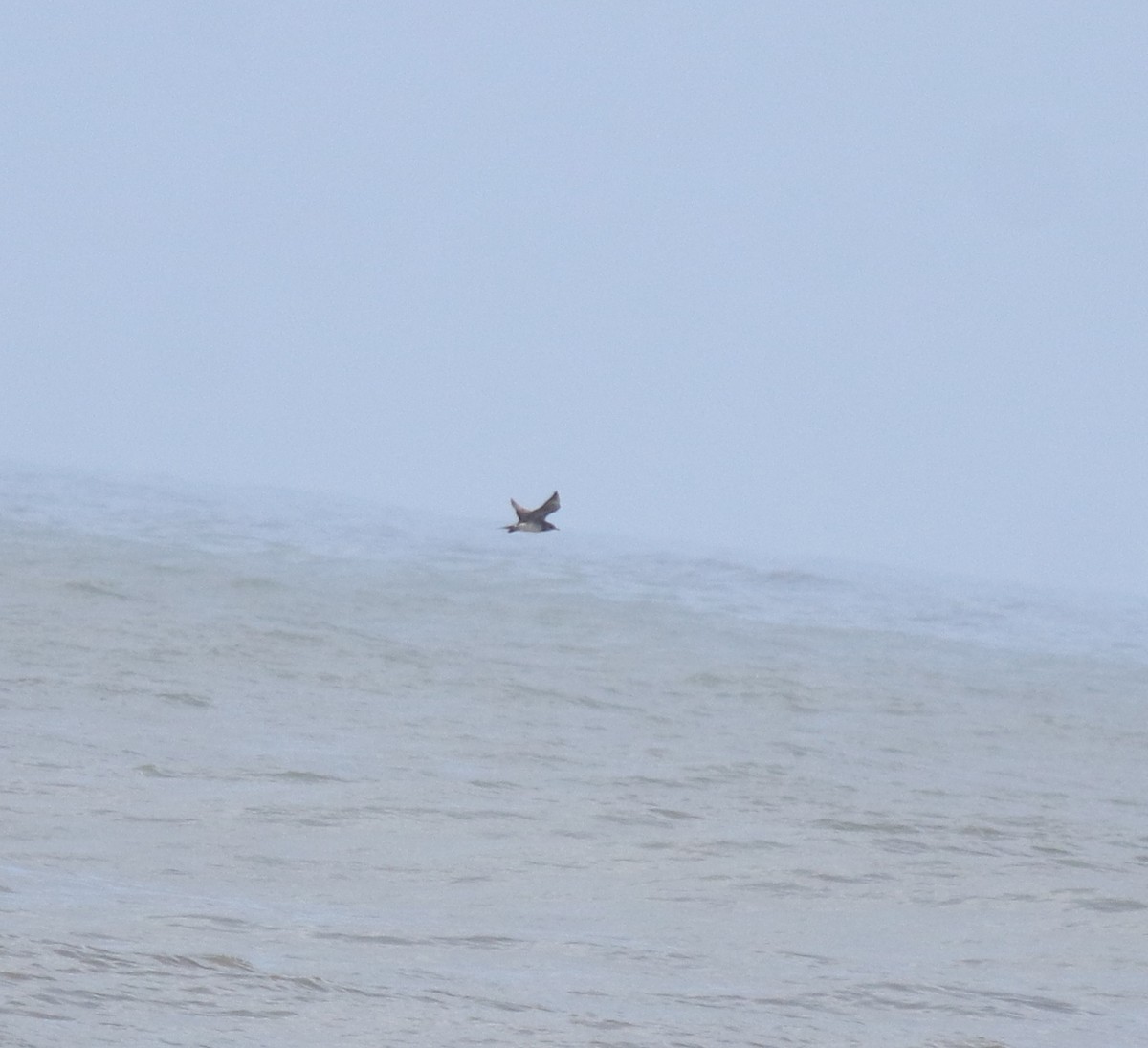 Поморник короткохвостий - ML646775460