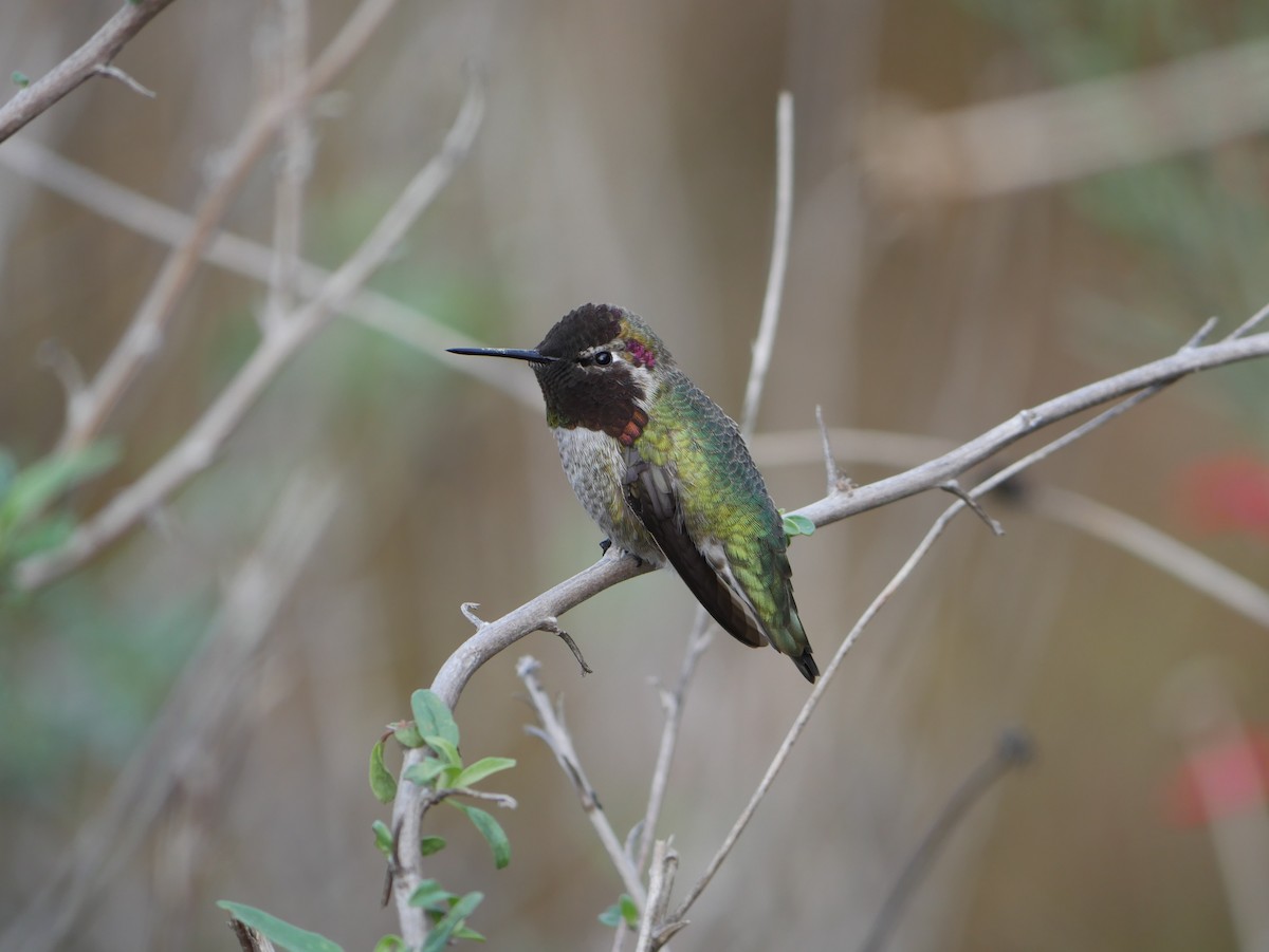 Anna's Hummingbird - ML646775461