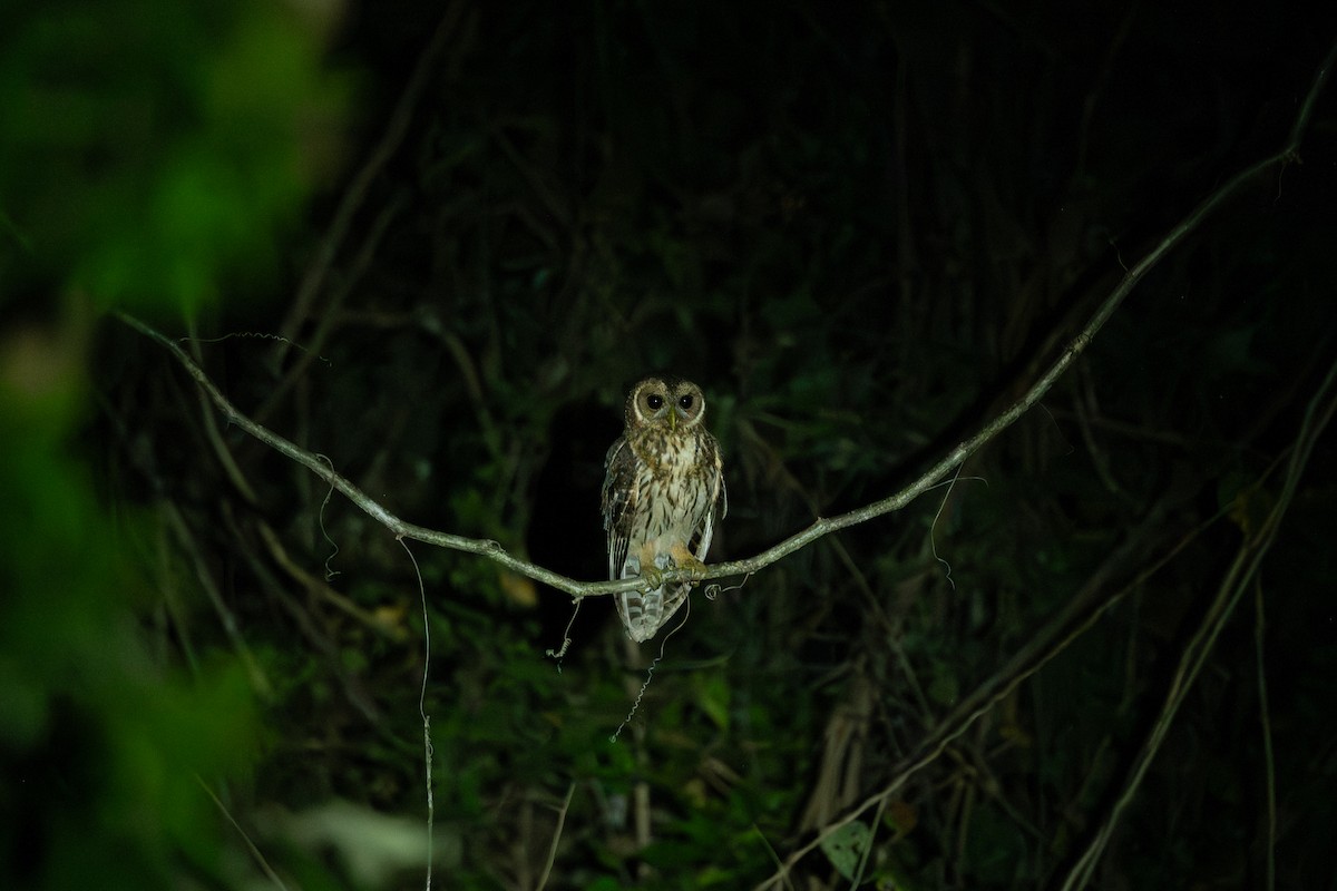 Mottled Owl (Mottled) - ML646775462