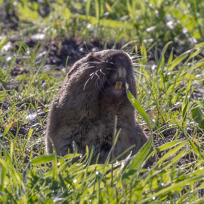 Mammals - ML646775464