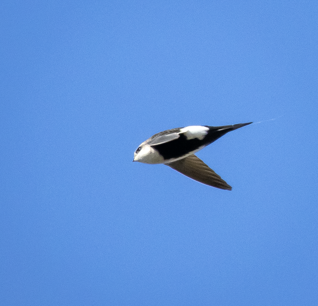 White-throated Swift - ML646775466