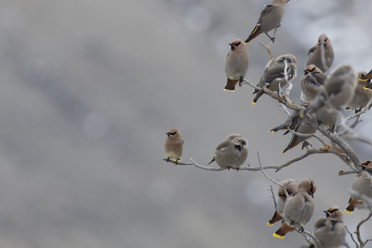 Cedar Waxwing - ML646775469