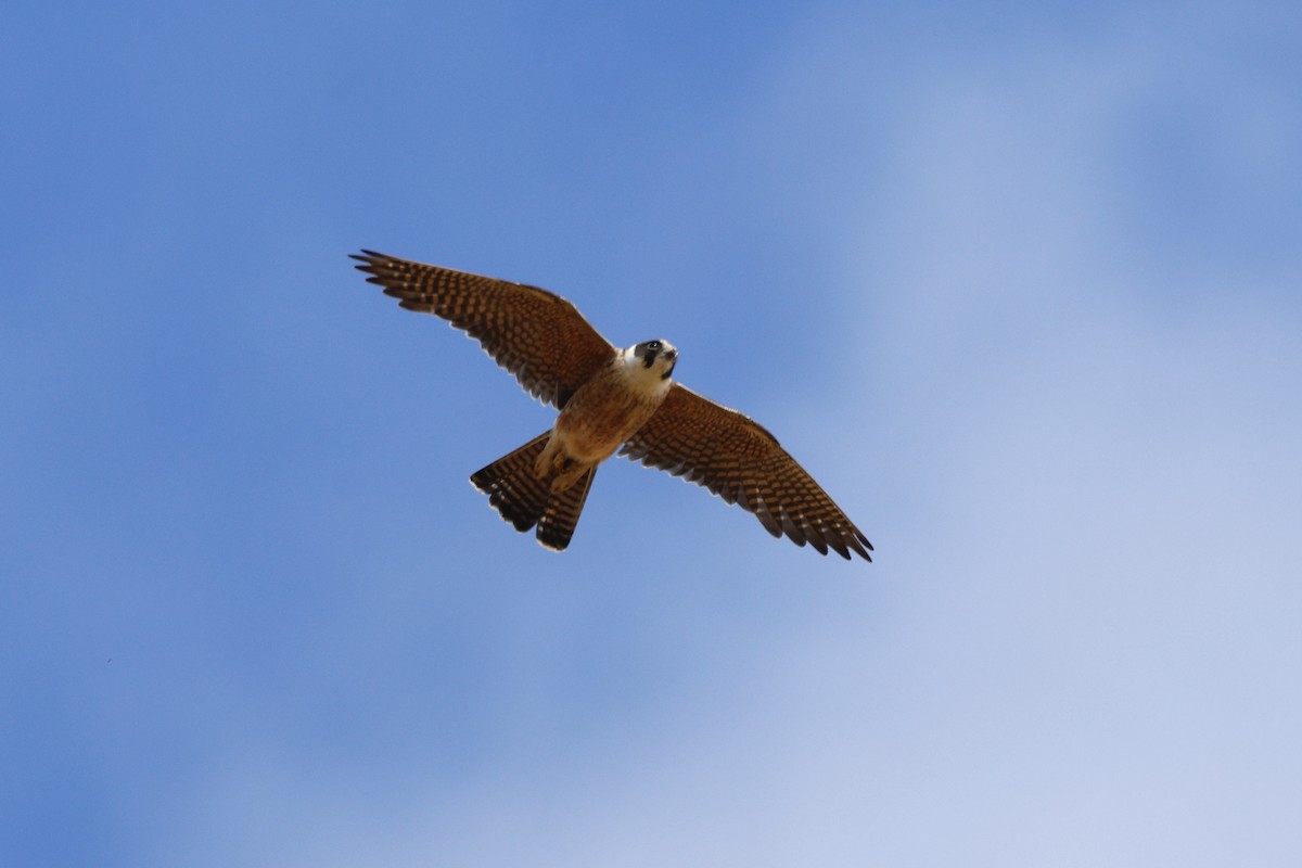 Australian Hobby - ML646775472