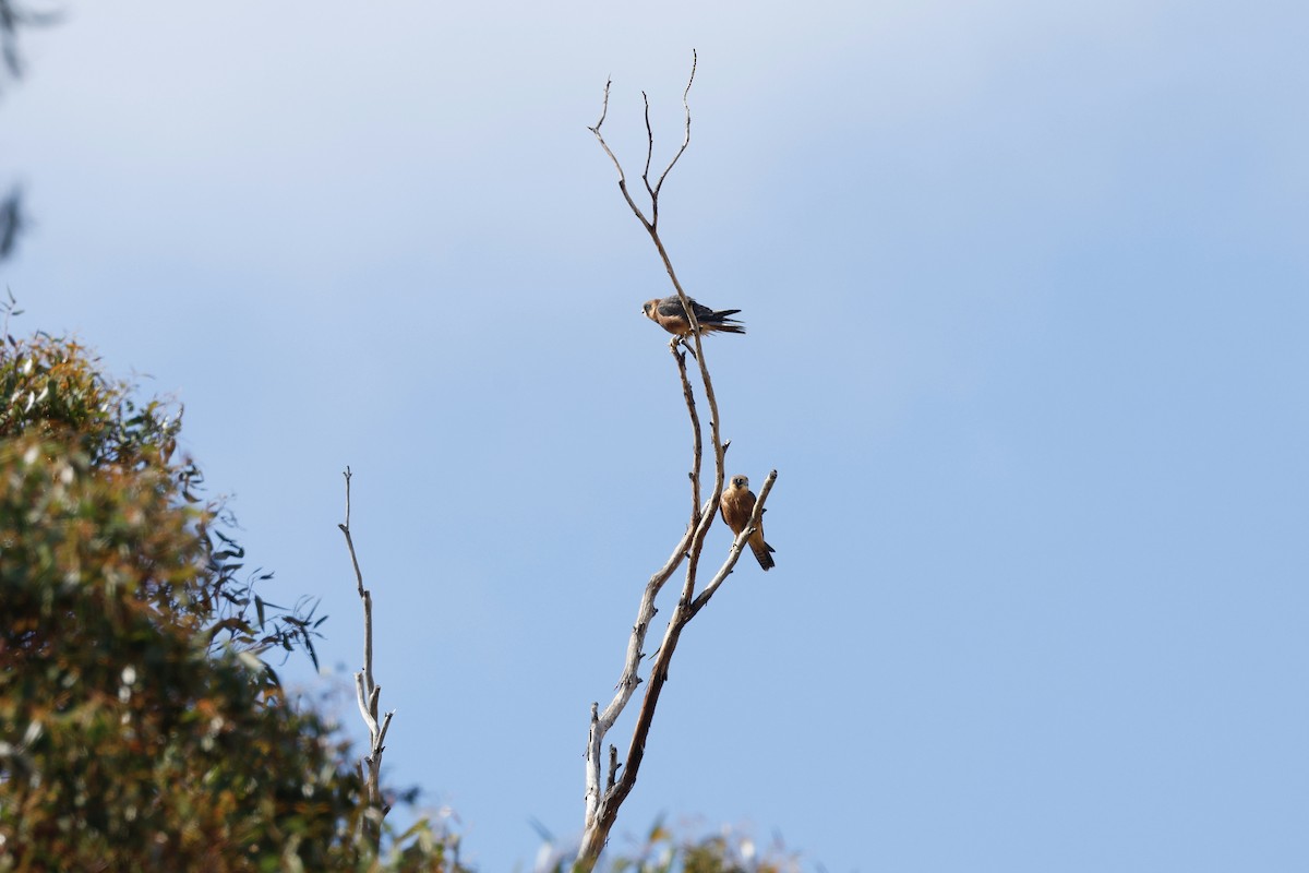 Australian Hobby - ML646775473