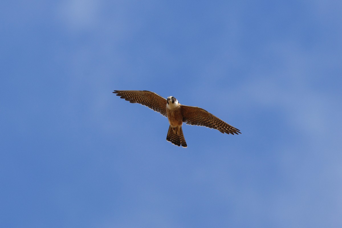 Australian Hobby - ML646775474