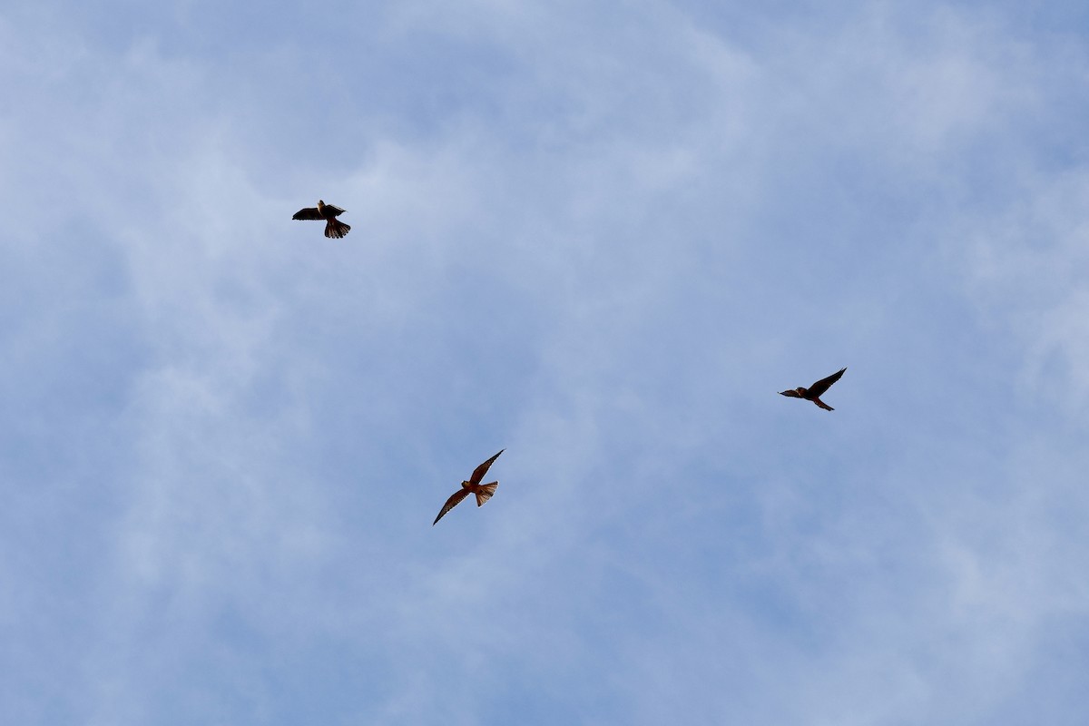 Australian Hobby - ML646775475