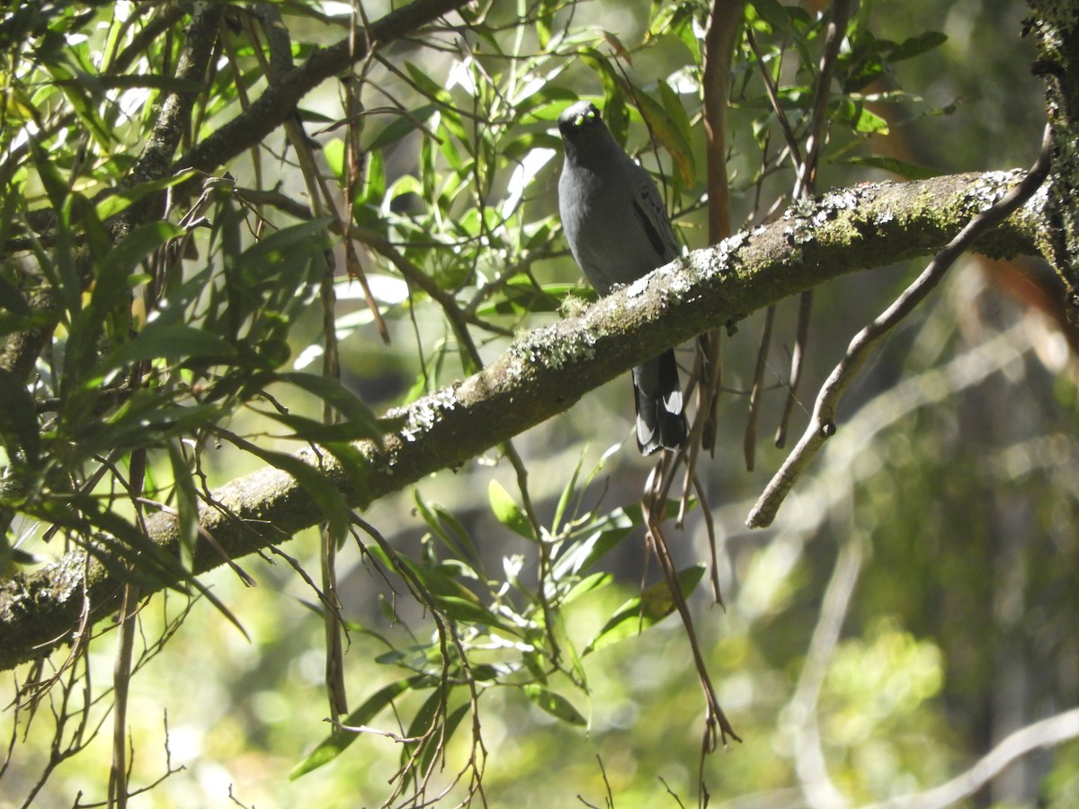 Sahul Cicadabird - ML646775477