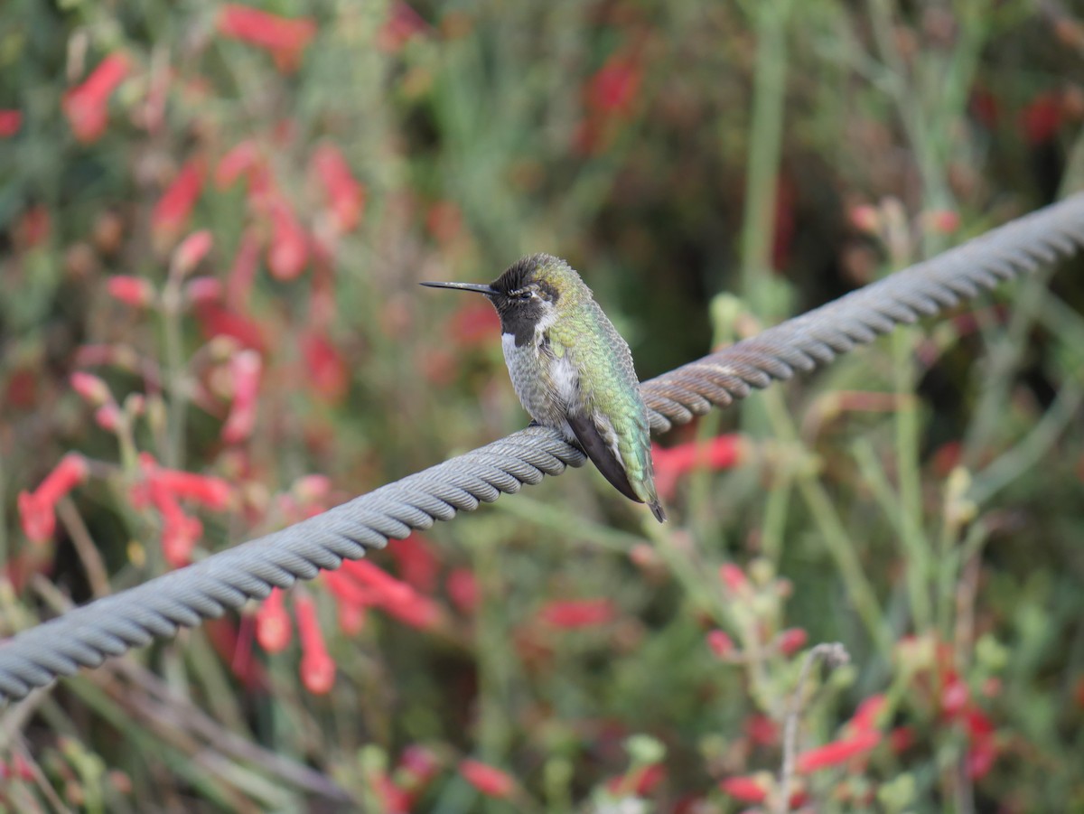 Anna's Hummingbird - ML646775478