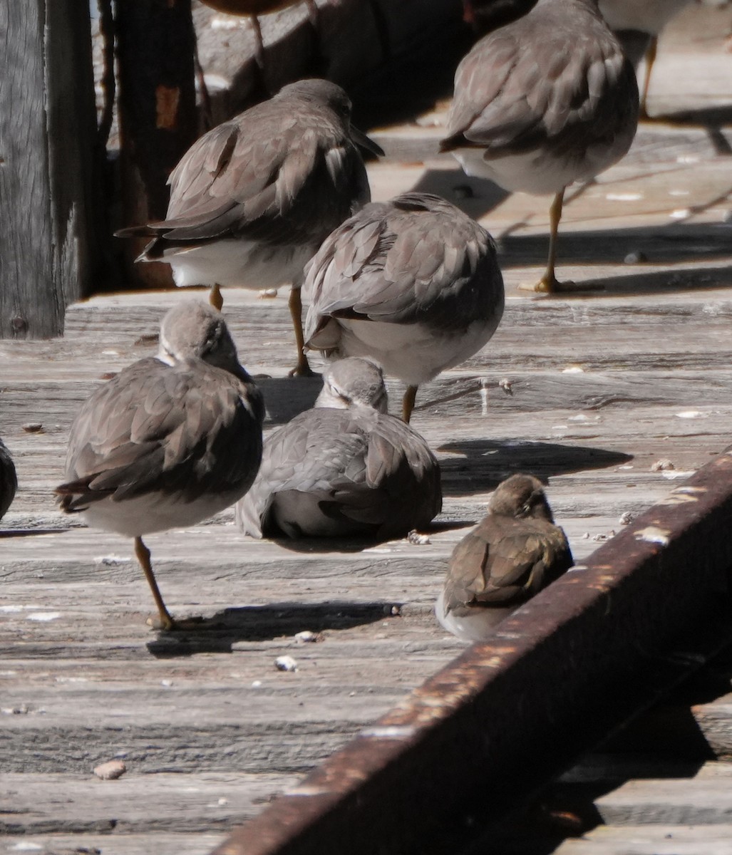 Andarríos Chico - ML646775479