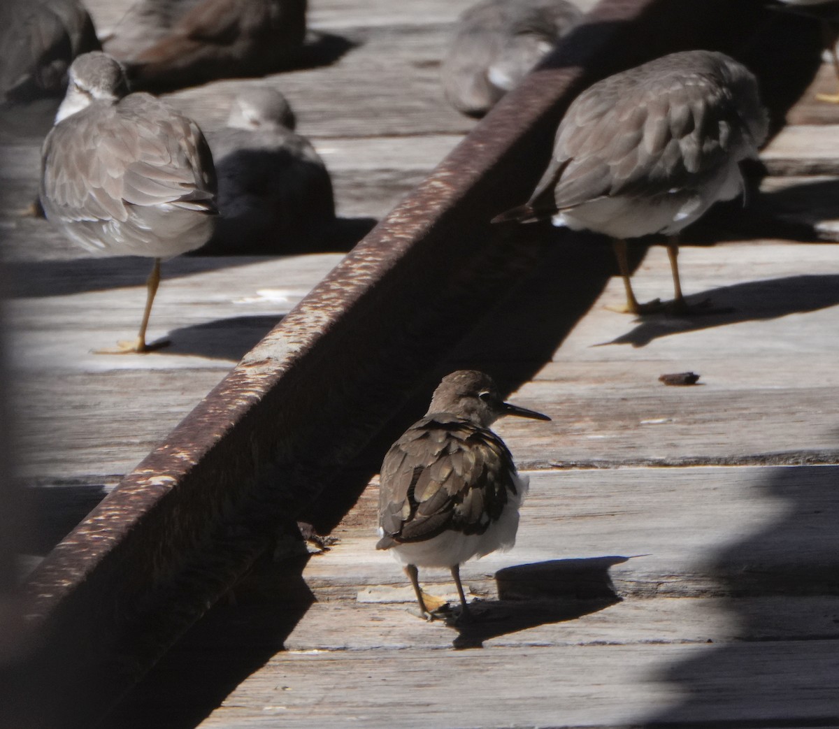 Andarríos Chico - ML646775480