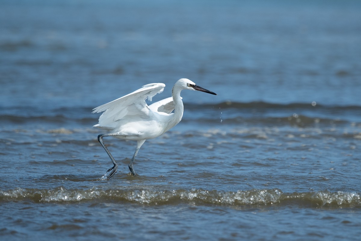 Reddish Egret - ML646775482