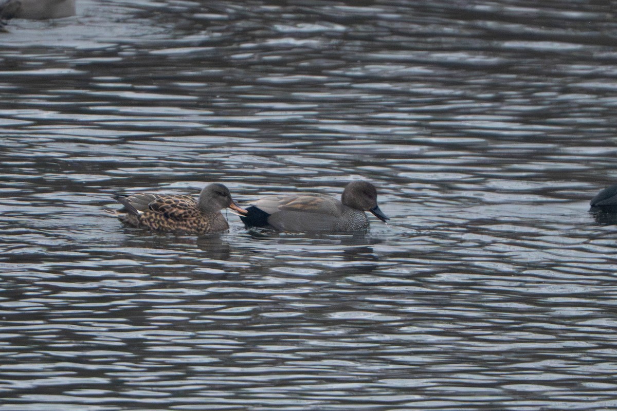 Boz Ördek - ML646775486