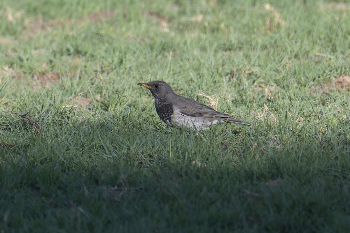 Zorzal Papinegro - ML646775489