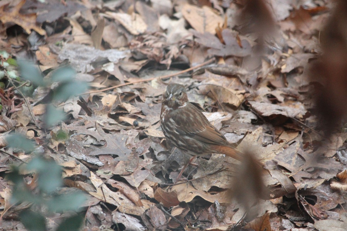 strnadec kaštanový (ssp. iliaca/zaboria) - ML646775490