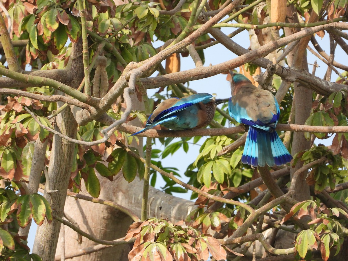 כחל הודי - ML646775494