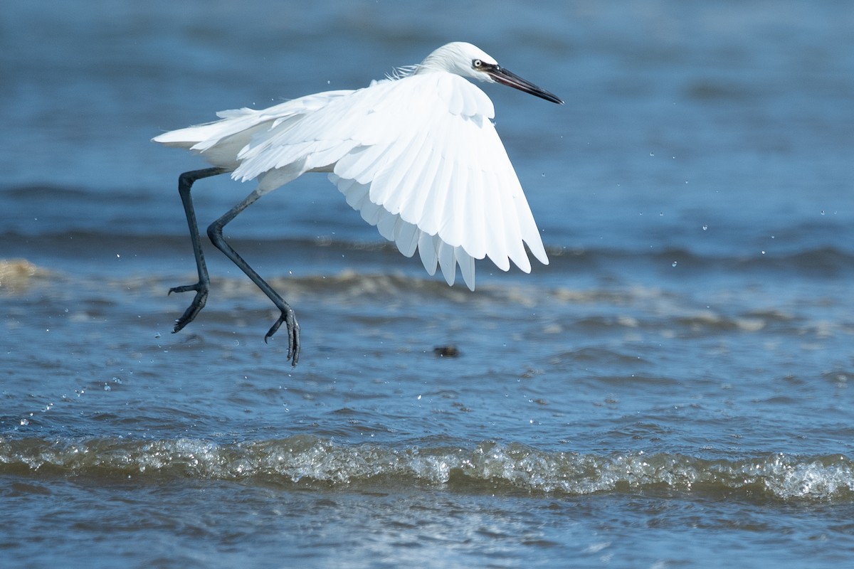 Reddish Egret - ML646775496