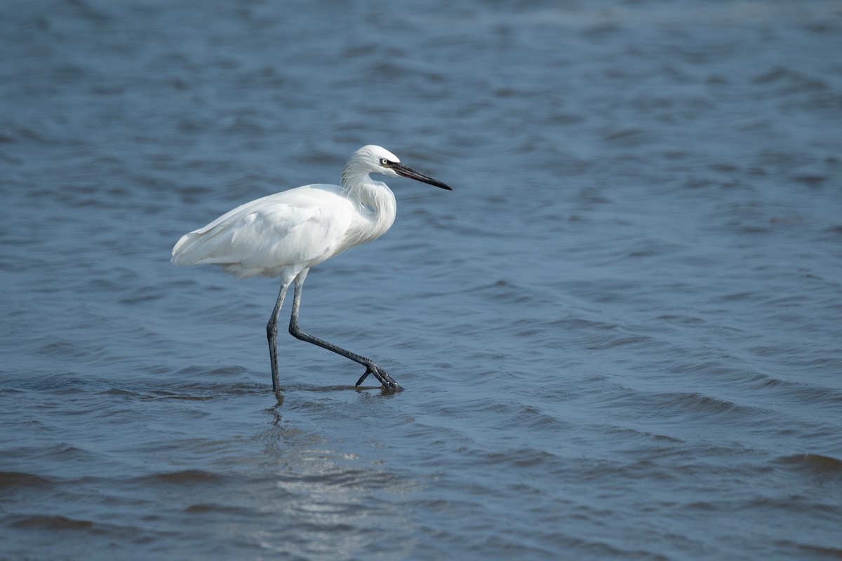 Reddish Egret - ML646775498