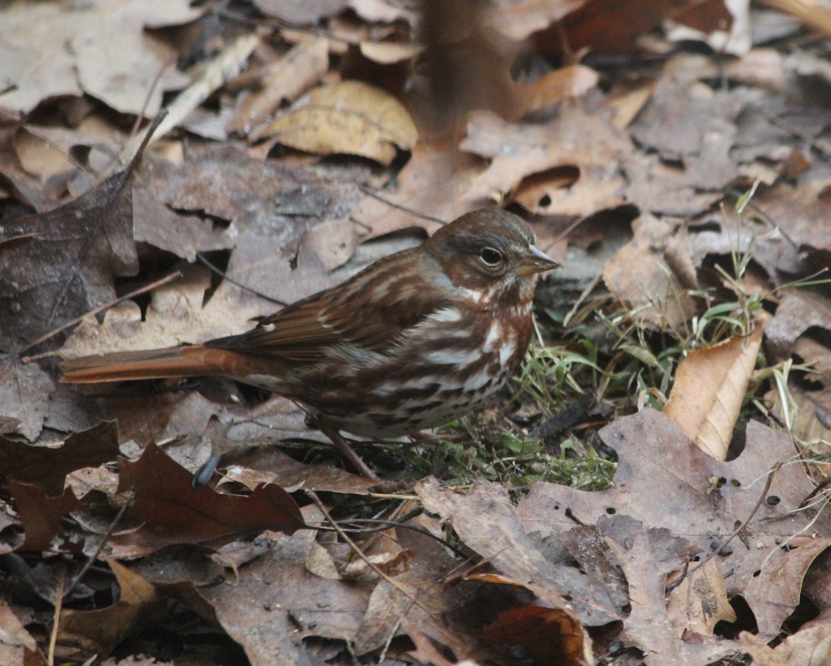 strnadec kaštanový (ssp. iliaca/zaboria) - ML646775500