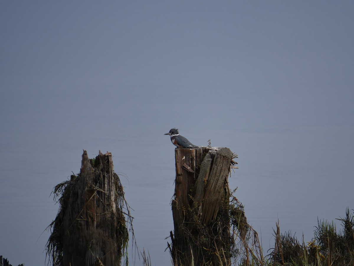 Belted Kingfisher - ML646775509