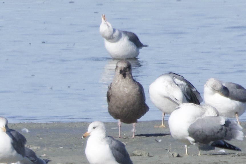 racek americký - ML646775510