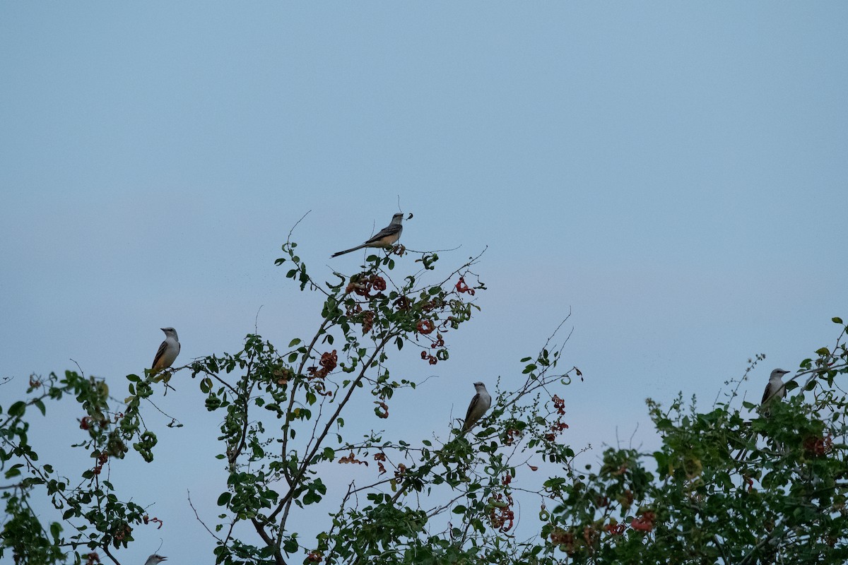 Scissor-tailed Flycatcher - ML646775511