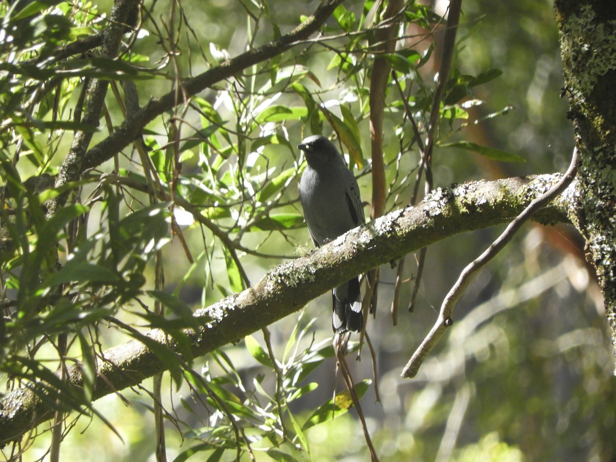 Sahul Cicadabird - ML646775514