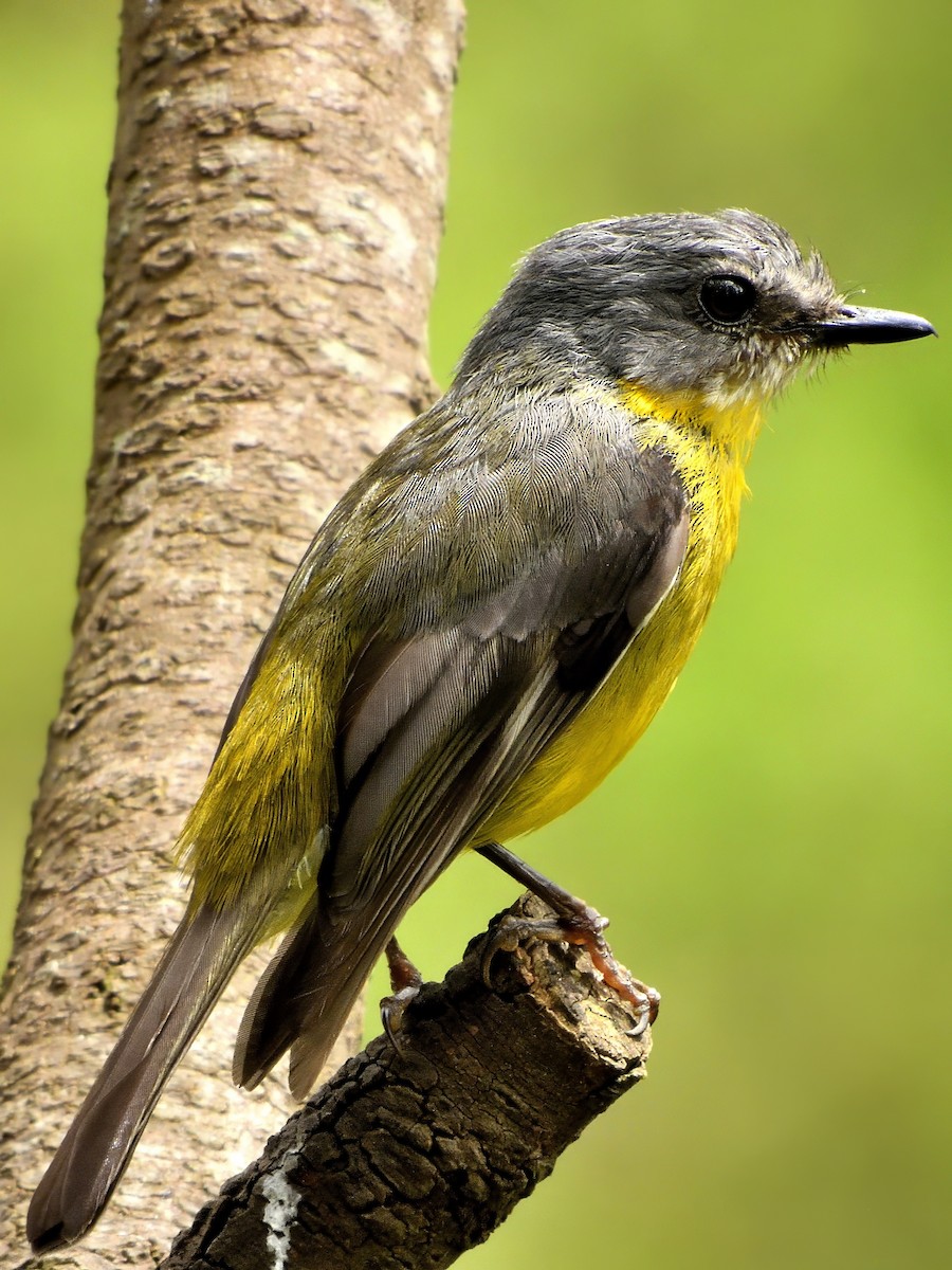 Doğulu Sarı Bülbül - ML646775520