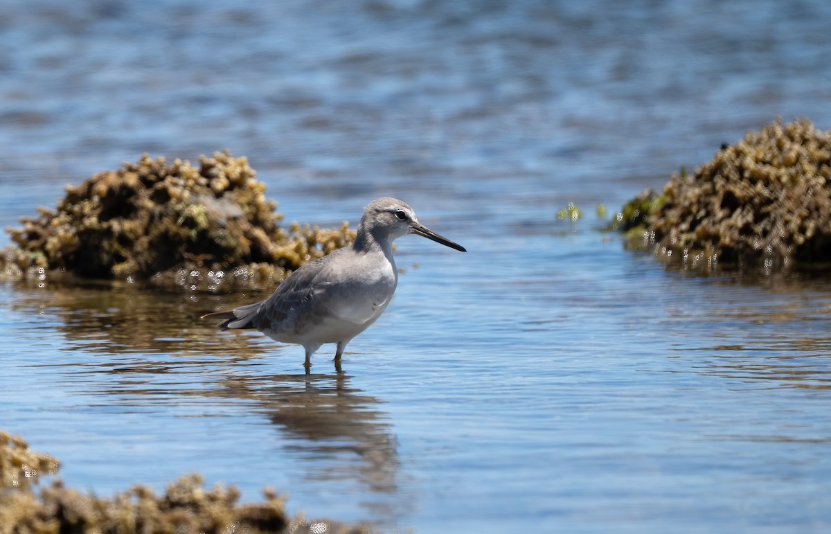 Gray-tailed Tattler - ML646775540