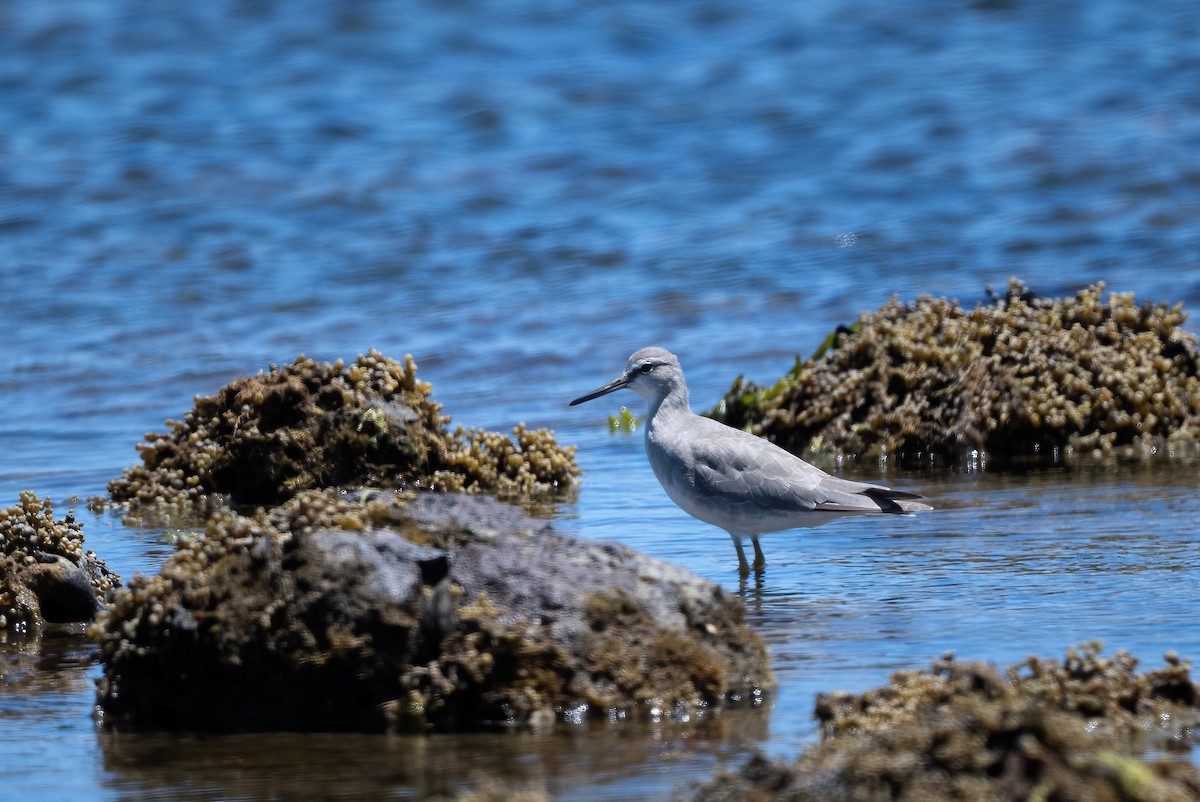 Gray-tailed Tattler - ML646775541