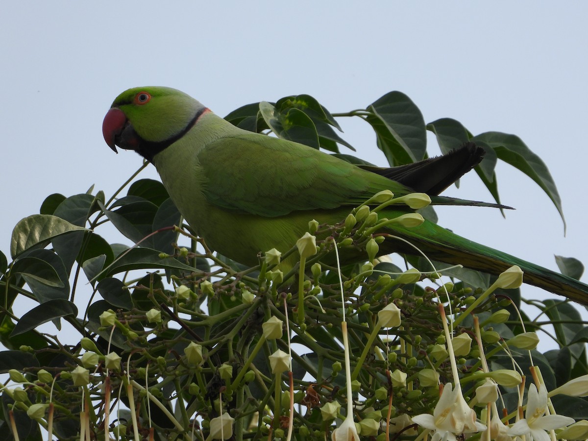 דררה - ML646775543