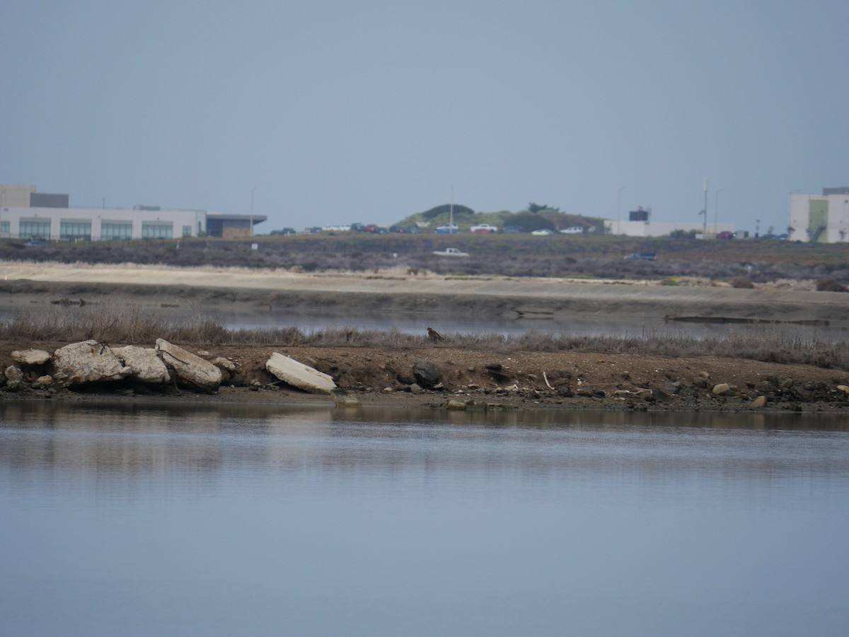 アメリカハイイロチュウヒ - ML646775544