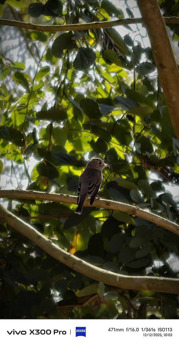 Braunschnäpper - ML646775547