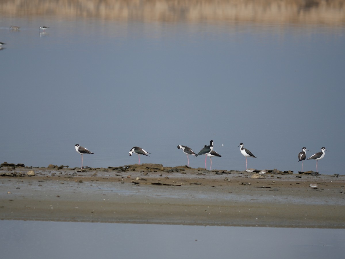 Black-necked Stilt - ML646775557