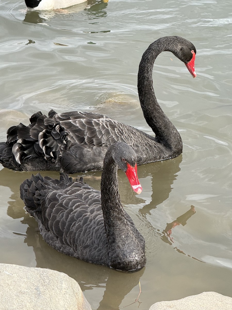 Чёрный лебедь - ML646775558