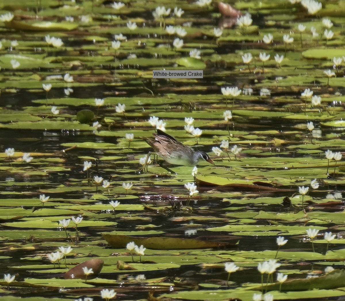 Sürmeli Yelve - ML646775559