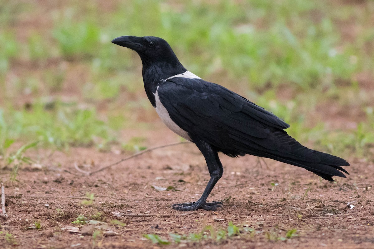 Gömlekli Karga - ML646775560