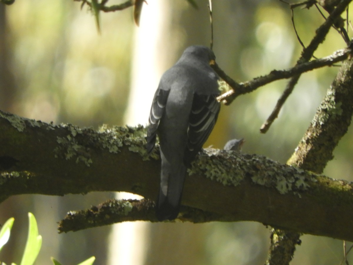 Sahul Cicadabird - ML646775561